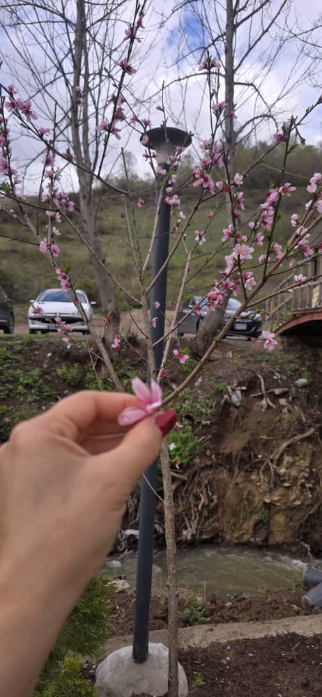 برای رزرو اقامتگاه اقامتگاه ستاره شهران در رودبار چه زمانی اقدام کنیم؟